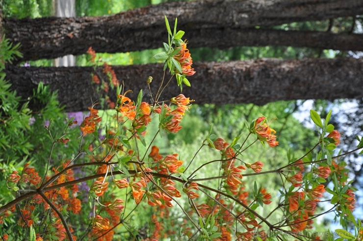 Nacionālajā botāniskajā dārzā Salaspilī krašņi zied rododendri 283703