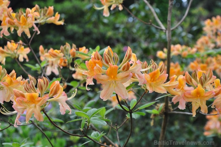 Nacionālajā botāniskajā dārzā Salaspilī krašņi zied rododendri 283707