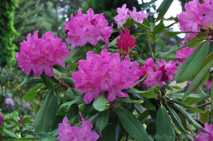 Nacionālajā botāniskajā dārzā Salaspilī krašņi zied rododendri 283708