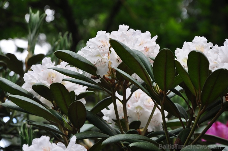 Nacionālajā botāniskajā dārzā Salaspilī krašņi zied rododendri 283709