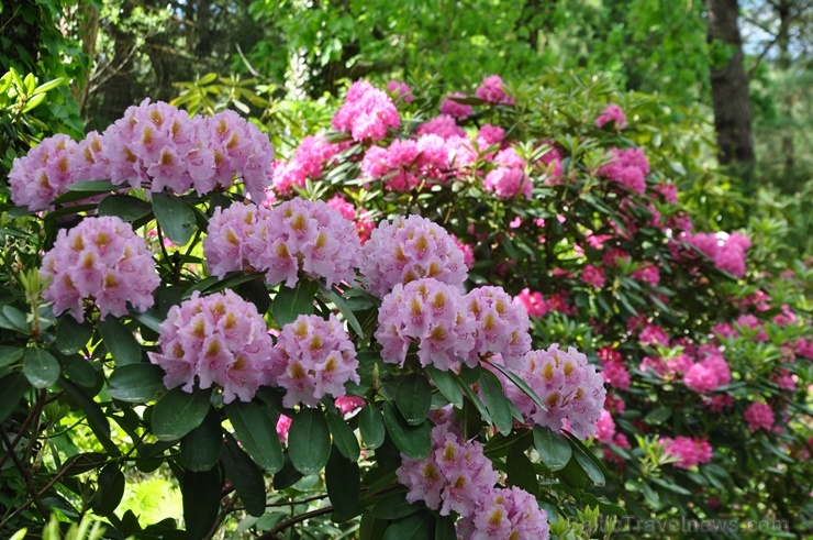 Nacionālajā botāniskajā dārzā Salaspilī krašņi zied rododendri 283711