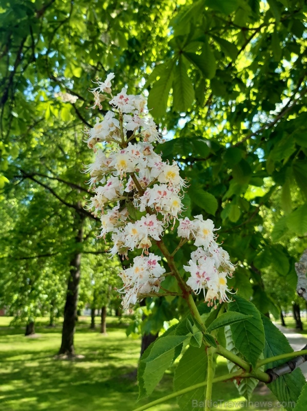 Viļakas pilsētā sākusies ziedoša vasara 283842