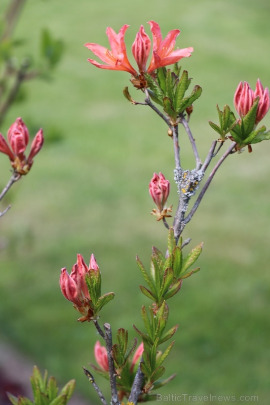 Tukuma un apkārtnes daiļdārzos var baudīt mainīgo ziedu skaistumu sākot ar īrisiem, peonijām, rozēm, magnolijām un beidzot ar košumkrūmiem un skujeņie 283990