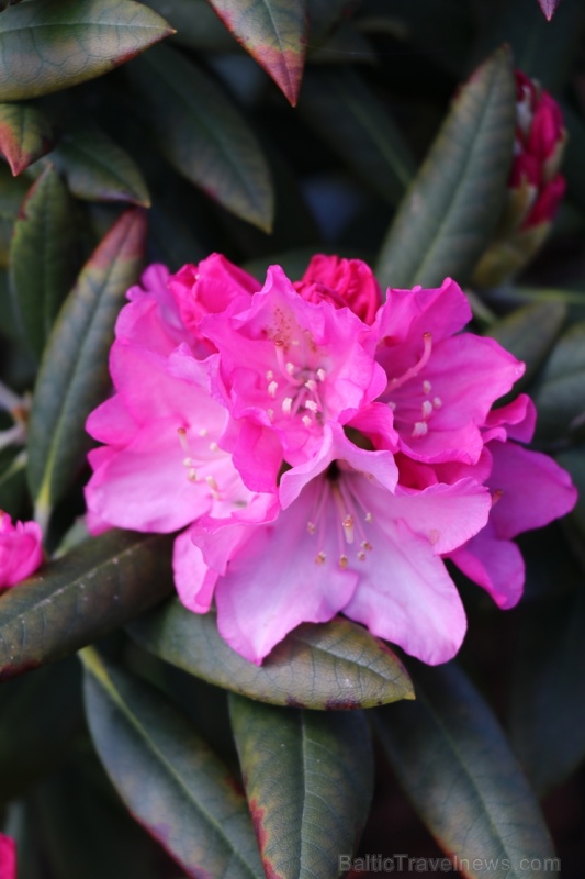 Tukuma un apkārtnes daiļdārzos var baudīt mainīgo ziedu skaistumu sākot ar īrisiem, peonijām, rozēm, magnolijām un beidzot ar košumkrūmiem un skujeņie 283991