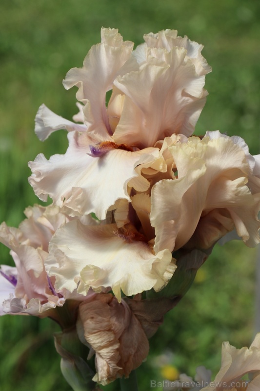 Tukuma un apkārtnes daiļdārzos var baudīt mainīgo ziedu skaistumu sākot ar īrisiem, peonijām, rozēm, magnolijām un beidzot ar košumkrūmiem un skujeņie 284001