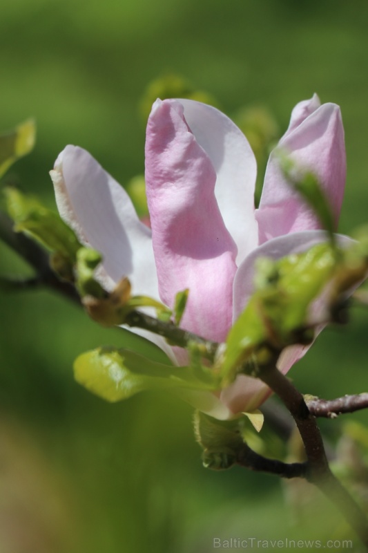 Tukuma un apkārtnes daiļdārzos var baudīt mainīgo ziedu skaistumu sākot ar īrisiem, peonijām, rozēm, magnolijām un beidzot ar košumkrūmiem un skujeņie 284017