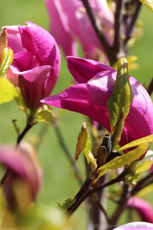 Tukuma un apkārtnes daiļdārzos var baudīt mainīgo ziedu skaistumu sākot ar īrisiem, peonijām, rozēm, magnolijām un beidzot ar košumkrūmiem un skujeņie 284019