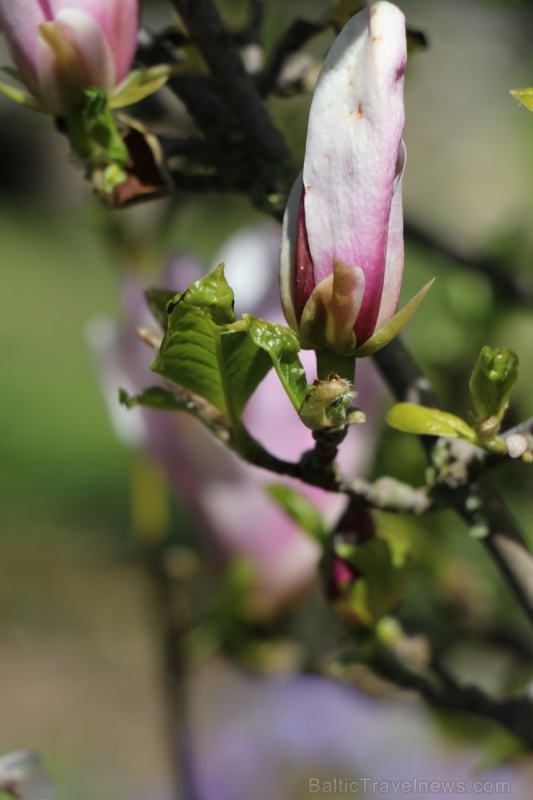 Tukuma un apkārtnes daiļdārzos var baudīt mainīgo ziedu skaistumu sākot ar īrisiem, peonijām, rozēm, magnolijām un beidzot ar košumkrūmiem un skujeņie 284024