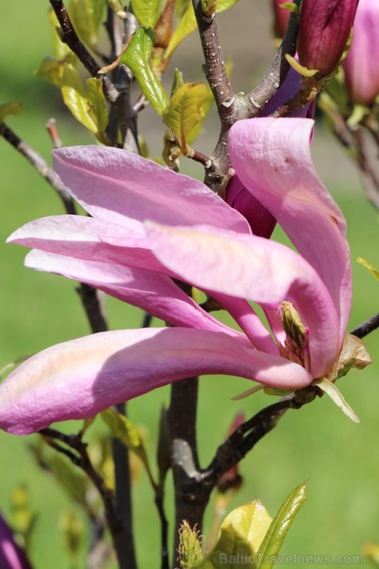 Tukuma un apkārtnes daiļdārzos var baudīt mainīgo ziedu skaistumu sākot ar īrisiem, peonijām, rozēm, magnolijām un beidzot ar košumkrūmiem un skujeņie 284025