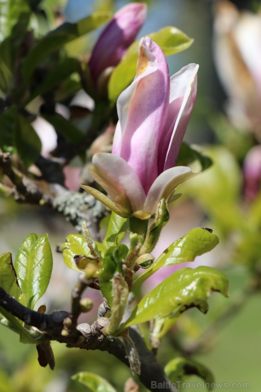 Tukuma un apkārtnes daiļdārzos var baudīt mainīgo ziedu skaistumu sākot ar īrisiem, peonijām, rozēm, magnolijām un beidzot ar košumkrūmiem un skujeņie 284029