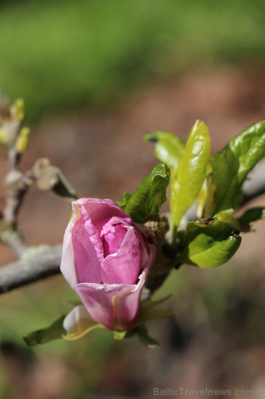 Tukuma un apkārtnes daiļdārzos var baudīt mainīgo ziedu skaistumu sākot ar īrisiem, peonijām, rozēm, magnolijām un beidzot ar košumkrūmiem un skujeņie 284032