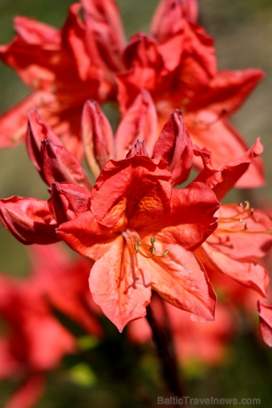 Tukuma un apkārtnes daiļdārzos var baudīt mainīgo ziedu skaistumu sākot ar īrisiem, peonijām, rozēm, magnolijām un beidzot ar košumkrūmiem un skujeņie 284035