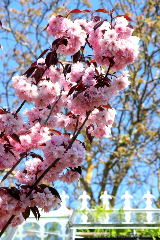 Tukuma un apkārtnes daiļdārzos var baudīt mainīgo ziedu skaistumu sākot ar īrisiem, peonijām, rozēm, magnolijām un beidzot ar košumkrūmiem un skujeņie 284036