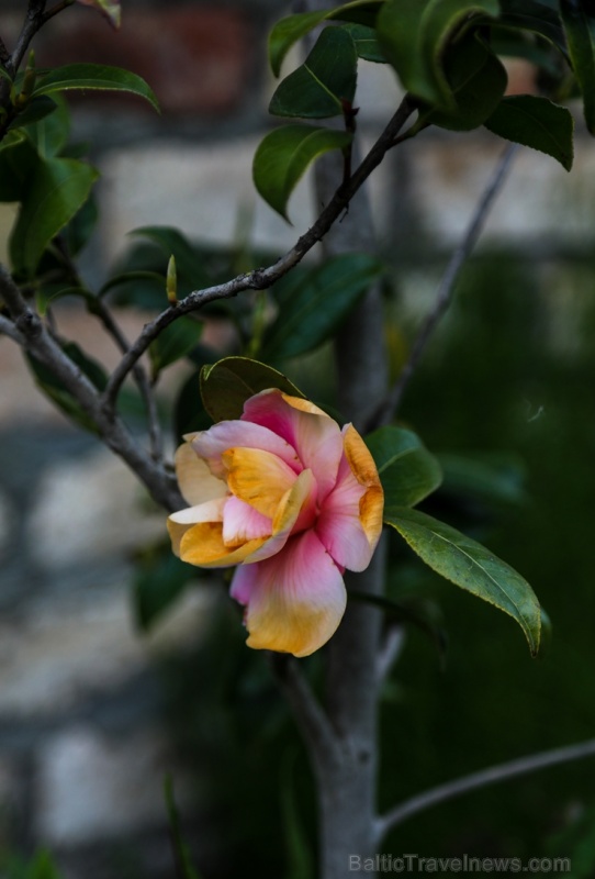 Tukuma un apkārtnes daiļdārzos var baudīt mainīgo ziedu skaistumu sākot ar īrisiem, peonijām, rozēm, magnolijām un beidzot ar košumkrūmiem un skujeņie 284041