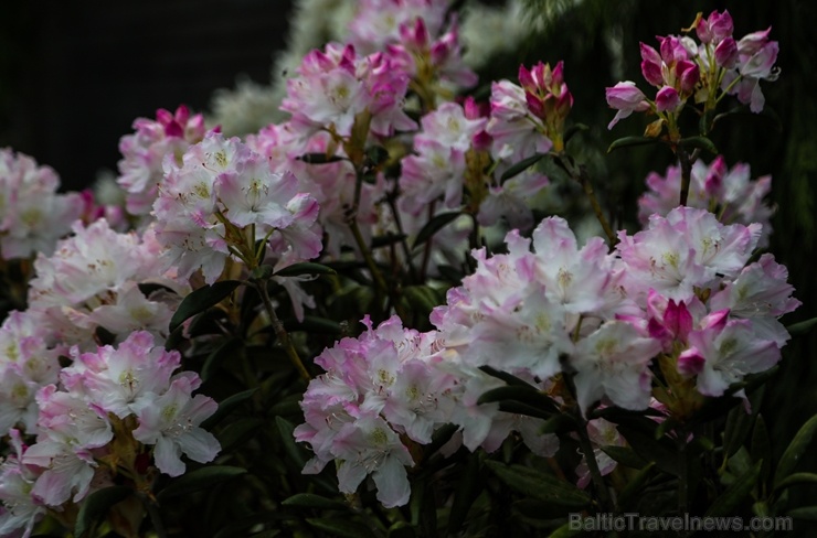 Tukuma un apkārtnes daiļdārzos var baudīt mainīgo ziedu skaistumu sākot ar īrisiem, peonijām, rozēm, magnolijām un beidzot ar košumkrūmiem un skujeņie 284047