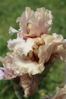Tukuma un apkārtnes daiļdārzos var baudīt mainīgo ziedu skaistumu sākot ar īrisiem, peonijām, rozēm, magnolijām un beidzot ar košumkrūmiem un skujeņie 23