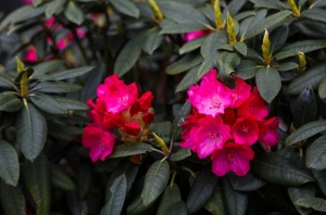 Tukuma un apkārtnes daiļdārzos var baudīt mainīgo ziedu skaistumu sākot ar īrisiem, peonijām, rozēm, magnolijām un beidzot ar košumkrūmiem un skujeņie 59