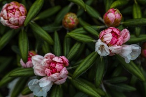 Tukuma un apkārtnes daiļdārzos var baudīt mainīgo ziedu skaistumu sākot ar īrisiem, peonijām, rozēm, magnolijām un beidzot ar košumkrūmiem un skujeņie 61