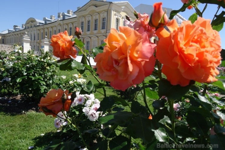 Rundāles pili ieskauj krāšņi rožu ziedi 284750