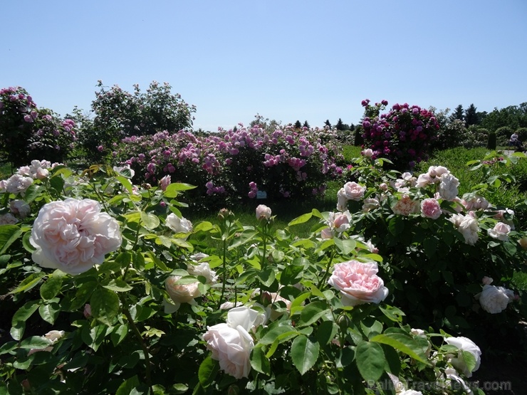 Rundāles pili ieskauj krāšņi rožu ziedi 284751
