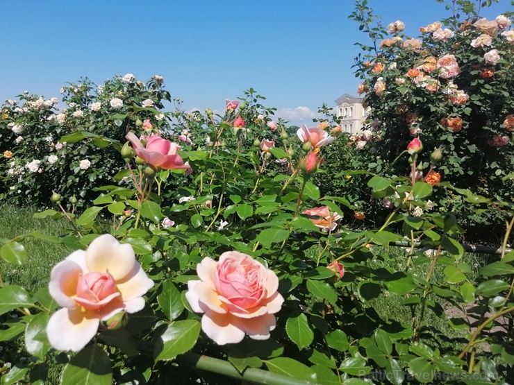 Rundāles pili ieskauj krāšņi rožu ziedi 284770