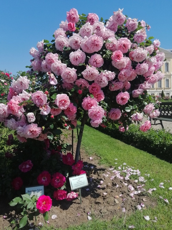 Rundāles pili ieskauj krāšņi rožu ziedi 284773