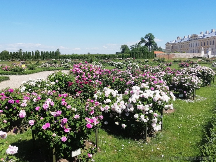 Rundāles pili ieskauj krāšņi rožu ziedi 284776