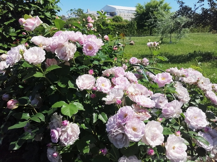 Rundāles pili ieskauj krāšņi rožu ziedi 284777