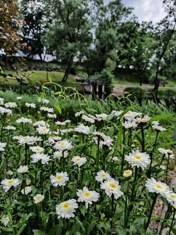 Valmieru vasaras pilnbriedā izdaiļo krāšņākie ziedi 285098