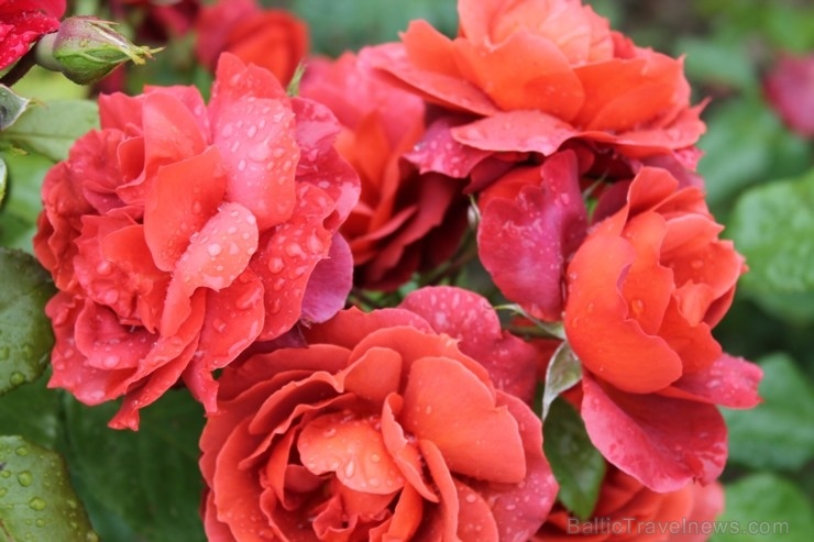 Dobeles stādaudzētavā «Liepas» vasaras pilnbriedā krāšņi zied rozes 285390