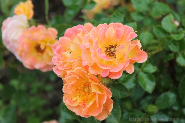 Dobeles stādaudzētavā «Liepas» vasaras pilnbriedā krāšņi zied rozes 285396