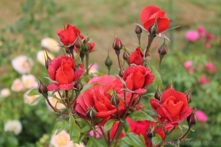 Dobeles stādaudzētavā «Liepas» vasaras pilnbriedā krāšņi zied rozes 285401