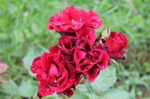 Dobeles stādaudzētavā «Liepas» vasaras pilnbriedā krāšņi zied rozes 7
