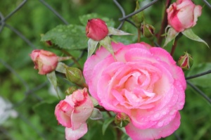 Dobeles stādaudzētavā «Liepas» vasaras pilnbriedā krāšņi zied rozes 9