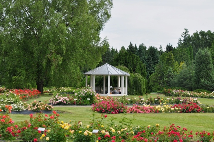 Salaspils novadā ceļotāji var baudīt vasarīgu noskaņu visdažādākajos objektos. Foto: Nacionālā botāniskā dārza arhīvs Salaspils novadā ceļotāji var baudīt vasarīgu noskaņu visdažādākajos objektos. Foto: Nacionālā botāniskā dārza arhīvs 286466