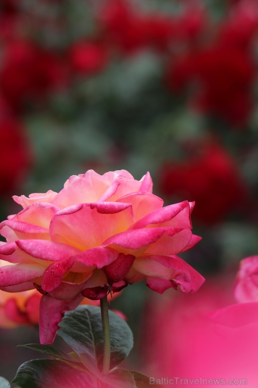 Krāšņā Tukuma rožu un ziedu pasaule ceļotājus apbur ik uz stūra 286817