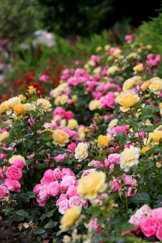 Krāšņā Tukuma rožu un ziedu pasaule ceļotājus apbur ik uz stūra 286826