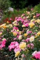 Krāšņā Tukuma rožu un ziedu pasaule ceļotājus apbur ik uz stūra 10