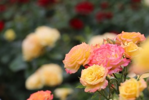 Krāšņā Tukuma rožu un ziedu pasaule ceļotājus apbur ik uz stūra 16