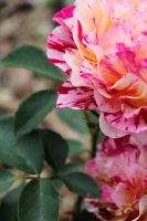 Krāšņā Tukuma rožu un ziedu pasaule ceļotājus apbur ik uz stūra 20