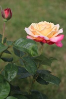 Krāšņā Tukuma rožu un ziedu pasaule ceļotājus apbur ik uz stūra 23