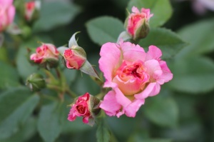 Krāšņā Tukuma rožu un ziedu pasaule ceļotājus apbur ik uz stūra 25