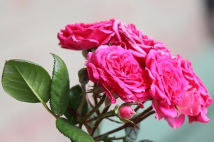 Krāšņā Tukuma rožu un ziedu pasaule ceļotājus apbur ik uz stūra 29