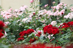 Krāšņā Tukuma rožu un ziedu pasaule ceļotājus apbur ik uz stūra 30