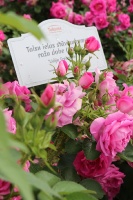 Krāšņā Tukuma rožu un ziedu pasaule ceļotājus apbur ik uz stūra 32
