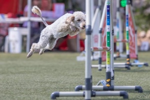 Suņu sporta - adžiliti sacensības «Rīgas Kauss 2020» pulcē dalībniekus no Baltijas valstīm 11