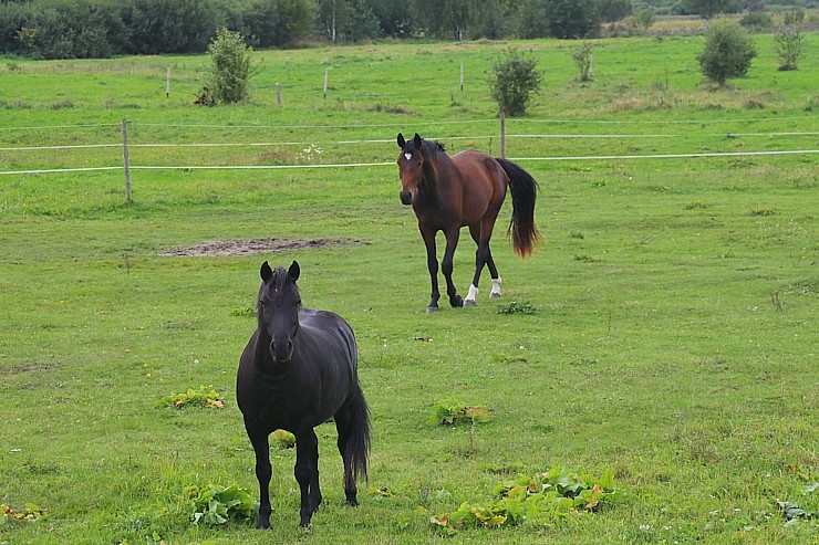 Travelnews.lv apmeklē zirgu stalli «Piķurgas» Salaspilī 290674