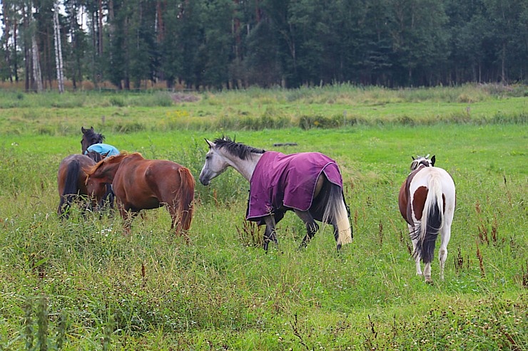 Travelnews.lv apmeklē zirgu stalli «Piķurgas» Salaspilī 290675
