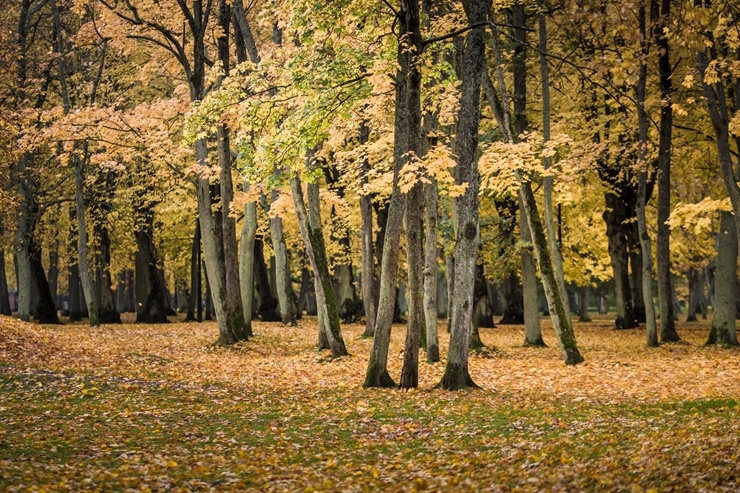 Vēju pilsēta Liepāja  ietērpjas rudens krāsās. Foto: Kārlis Volkovskis 293668