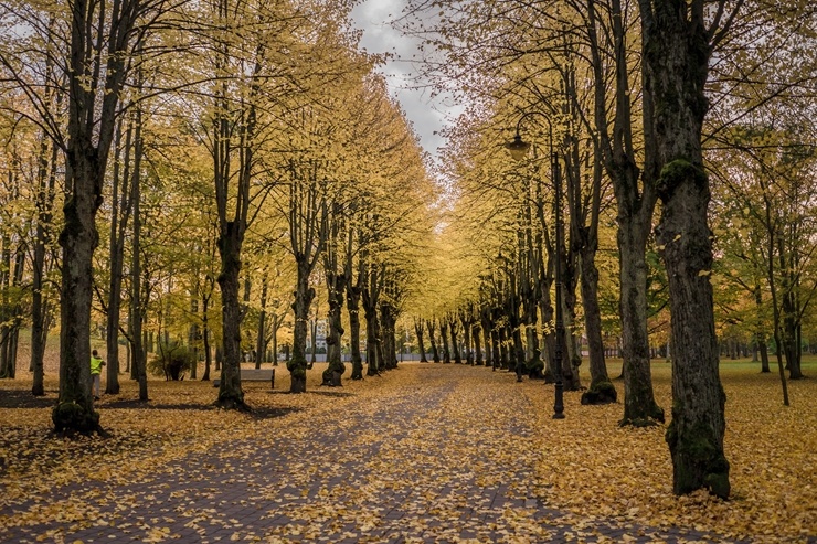 Vēju pilsēta Liepāja  ietērpjas rudens krāsās. Foto: Kārlis Volkovskis 293669